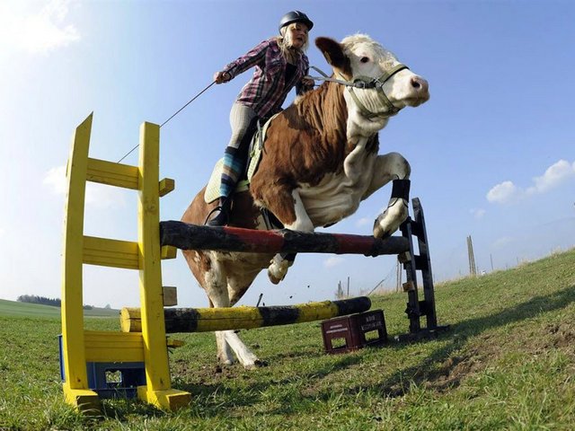 Статьи о коровах в Старом Осколе | ЗооТом портал о животных