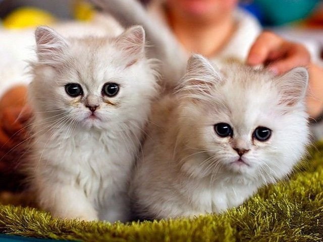 Породы кошек в Старом Осколе | ЗооТом портал о животных