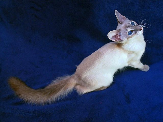 Выведенные породы кошек в Старом Осколе | ЗооТом портал о животных