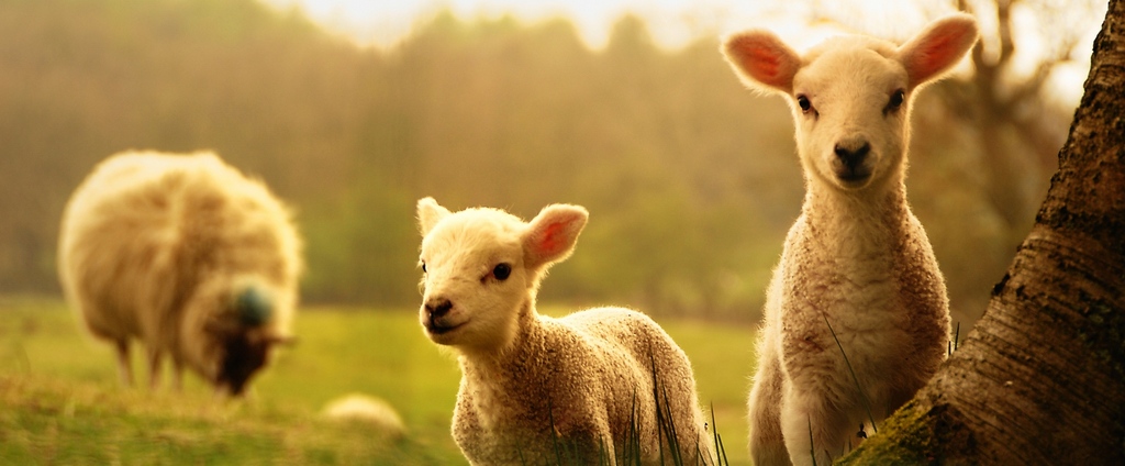 Объявления о сельскохозяйственных животных | ЗооТом - продажа, вязка и услуги для животных в Старом Осколе