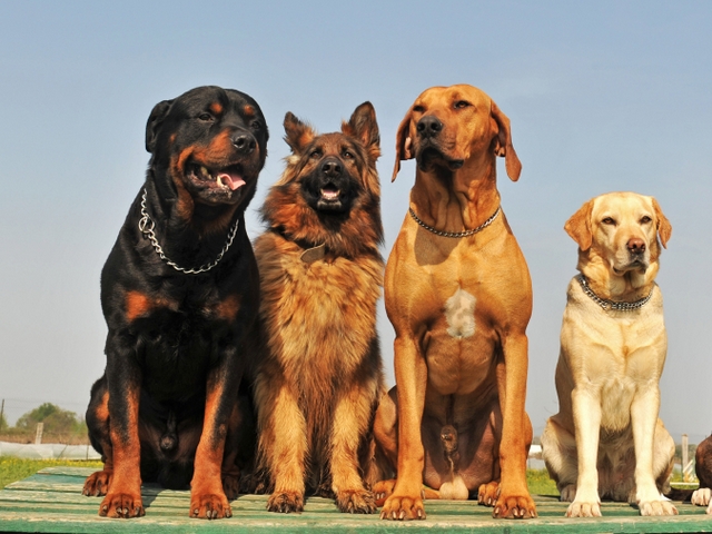 Крупные породы собак в Старом Осколе | ЗооТом портал о животных